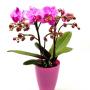 Blumen Peter & Gerti Schuster Blumen Peter & Gerti Schuster
