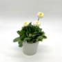 Blumen Peter & Gerti Schuster Blumen Peter & Gerti Schuster