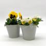 Blumen Peter & Gerti Schuster Blumen Peter & Gerti Schuster