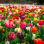 Blumen Peter & Gerti Schuster Blumen Peter & Gerti Schuster