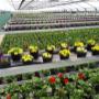 Trinkl – Gärtnerei und Floristik aus Meisterhand Trinkl – Gärtnerei und Floristik aus Meisterhand