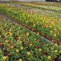 Trinkl – Gärtnerei und Floristik aus Meisterhand Trinkl – Gärtnerei und Floristik aus Meisterhand