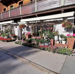 Blumen Eva St. Johann
