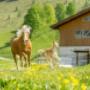 Pferdeparadies Schörhof: Unsere Reitlehrerin Sonja gibt Unterricht auf Großpferden und begleitet Ausritte, für Kinder gibt es Ponys. Pferdeparadies Schörhof: Unsere Reitlehrerin Sonja gibt Unterricht auf Großpferden und begleitet Ausritte, für Kinder gibt es Ponys.