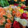 Blumen Anna Zoubek - Unsere Blumen Blumen Anna Zoubek - Unsere Blumen