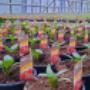 Postl Blumen & Floristik GmbH