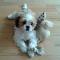 Erwerb eines Shih tzu Rüden