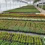 Landwirtschaftlicher Blumenbau Astrid Gerstl Landwirtschaftlicher Blumenbau Astrid Gerstl