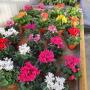 Landwirtschaftlicher Blumenbau Astrid Gerstl Landwirtschaftlicher Blumenbau Astrid Gerstl