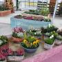 Landwirtschaftlicher Blumenbau Astrid Gerstl Landwirtschaftlicher Blumenbau Astrid Gerstl