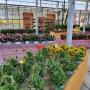 Landwirtschaftlicher Blumenbau Astrid Gerstl Landwirtschaftlicher Blumenbau Astrid Gerstl