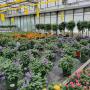 Landwirtschaftlicher Blumenbau Astrid Gerstl Landwirtschaftlicher Blumenbau Astrid Gerstl