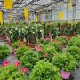 Landwirtschaftlicher Blumenbau Astrid Gerstl Landwirtschaftlicher Blumenbau Astrid Gerstl