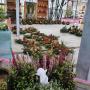 Landwirtschaftlicher Blumenbau Astrid Gerstl Landwirtschaftlicher Blumenbau Astrid Gerstl