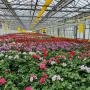 Landwirtschaftlicher Blumenbau Astrid Gerstl Landwirtschaftlicher Blumenbau Astrid Gerstl