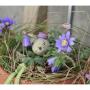 Blumen Akzente Rebecca Domig 6719 Blumen Akzente Rebecca Domig 6719