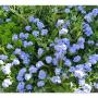 Blumen Akzente Rebecca Domig 6719 Blumen Akzente Rebecca Domig 6719
