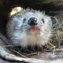 Tierärztliche Praxis Pottenstein Dr Andrea Dobretsberger u Dr Karin Strasser