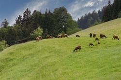 Ferienhof Oberstaudach