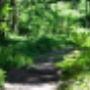 Gasthof Wildrast - Wald