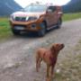 Dipl. Tierarzt Robert Schatzlmair Dipl. Tierarzt Robert Schatzlmair