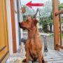 Dipl. Tierarzt Robert Schatzlmair Dipl. Tierarzt Robert Schatzlmair