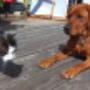 Dipl. Tierarzt Robert Schatzlmair Dipl. Tierarzt Robert Schatzlmair