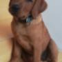 Dipl. Tierarzt Robert Schatzlmair Dipl. Tierarzt Robert Schatzlmair