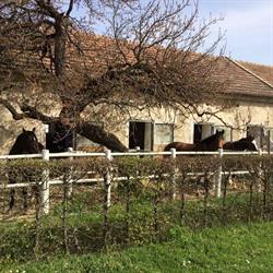 Reitclub Biedermannsdorf - Reitstall Schindler