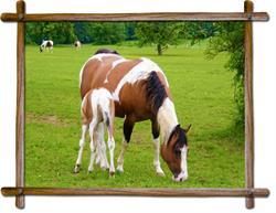 Styrian Paint Horse Ranch