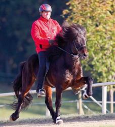 Islandpferdehof Piet Hoyos