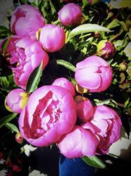 Blumen Wiesinger
