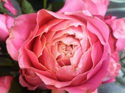 Blumen & Dekor