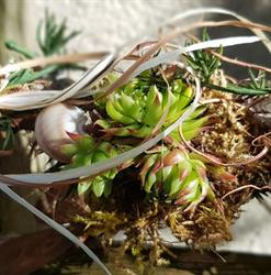 Kreativ Blumen Baumgartner