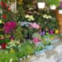 Blumen Renate Petrides 1180 Wien Blumen Renate Petrides 1180 Wien