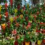 Blumen Renate Petrides 1180 Wien Blumen Renate Petrides 1180 Wien