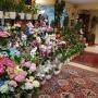 Blumen Renate Petrides 1180 Wien Blumen Renate Petrides 1180 Wien