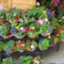 Blumen Renate Petrides 1180 Wien Blumen Renate Petrides 1180 Wien