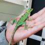 Kronenbasilisk