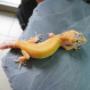 leopardgecko