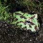 schmuckhornfrosch