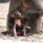 Dschelada Baby in der Tierwelt Herberstein