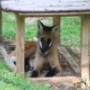Mähnenwolf in der Tierwelt Herberstein