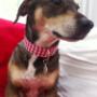 Aron mit sommerlichem Halsband