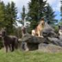 Hundegruppe im HUNDECAMP Floing