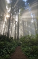 Naturbestattung - Schlicht und doch würdevoll