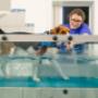 Tierphysiotraining am Unterwasserlaufband