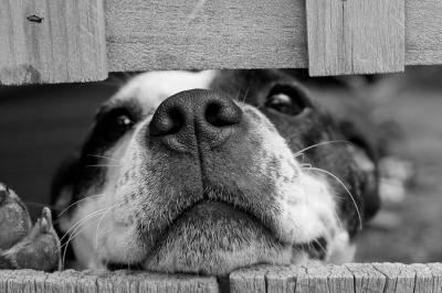 netinsurer-pet-für-Hunde