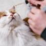 Wie Hund & Katz - Mag. Michaela Knosp