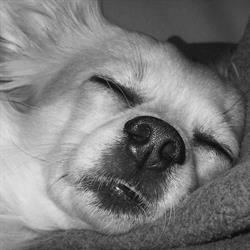 Hundesalon "Chillout-Dogs" Linossi Manuela